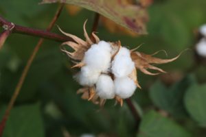 Culture du coton et ses impacts